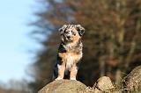 BERGER AUSTRALIEN PUPPIES 677